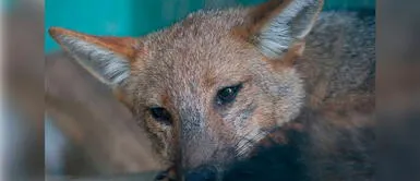 El caso del zorrito Run Run se ha vuelto viral en redes sociales. Usuarios quieren que quede en libertad. ¿Cuál será el destino del zorrito Run Run luego de cuarentena?