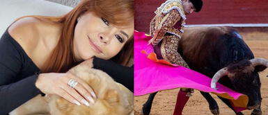 Magaly es criticada por defender corridas de toros Cibernautas critican a Magaly Medina por defender corridas de toros