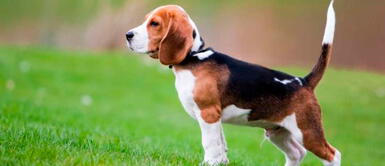 Los perritos son los animalitos más engreídos de la casa, junto a los gatos. ¿Cuál es el origen de los perros?