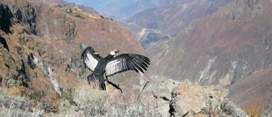 Este cóndor andino volvió a su hábitat natural. Liberan a Sinchi, el cóndor andino que fue encontrado intoxicado hace 7 meses