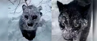 Cuidadora de la pantera comparte varios videos con el felino en redes sociales. Mujer encuentra un aterrador animal cubierto de nieve, lo sacude y descubre a un felino