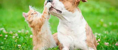 En los últimos años ha crecido la crianza de perros y gatos en casa. Perro vs gato: ¿Qué animal es el más inteligente?