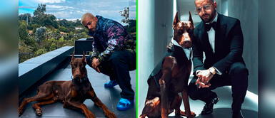 Maluma es un cantante colombiano de 27 años de edad. Maluma pide ser adoptado junto a su mascota y recibe respuestas de famosas