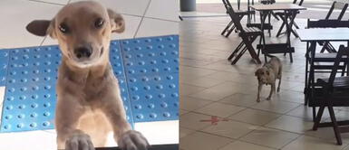 Perrita es la cliente número 1 de la cafetería Perrita callejera asiste todos los días a cafetería para pedir comida