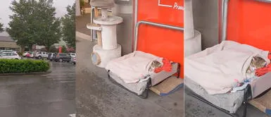 El animalito tiene 10 años, según la información del supermercado. Supermercado regala cama y comida para gatito de la calle en Nueva Zelanda