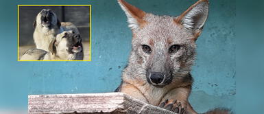 Run Run es una víctima del comercio ilegal de fauna silvestre. Zorrito Run Run sufre enfermedades infecciosas contagiadas por perros no vacunados