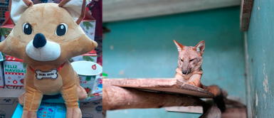 Zorrito Run Run fue traslado de Parque de las Leyendas a centro especializado. Comerciantes venden peluches del zorrito Run Run para Navidad