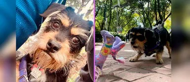 Beto Ortiz tiene 53 años y radica en México. Beto Ortiz comparte tiernos momentos al lado de su gran amor perruno