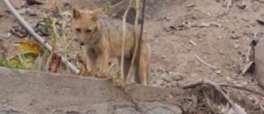 El animalito fue visto en la urbanización Alpamayo, Ate. Captan a zorrito en las faldas del cerro Puruchuco: "Se le veía muy flaco"