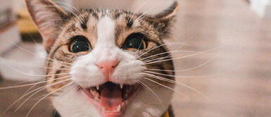 Los gatos son los engreídos de casa, pero sin querer queriendo podrían presentar un mal Gatos domésticos presentan rasgos psicópatas