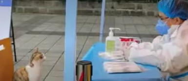 Gatito llega a hacerse hisopado Gato llega a establecimiento de pruebas de COVID-19 y 'se realiza un hisopado' | VIDEO