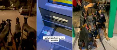 5 perros Dóberman tienen su cuenta en Tiktok: @thedobieteam Perros vigilan a su dueña cuando retira dinero del cajero para que se sienta protegida