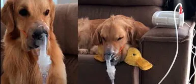 Perrito se vuelve viral tras luchar por su vida. Perrito enfermo genera ternura tras aceptar el nebulizador | VIDEO