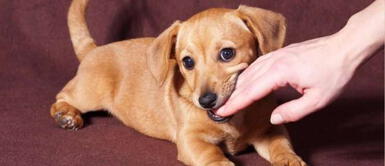 Soñar con perros tiene diferentes significados, pero ¿qué pasa cuando sueñas que te muerde un perro? ¿Te has preguntado qué significa soñar que un perro te muerde?