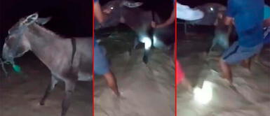 El desborde del río Utcubamba afectó a las casas de los moradores. Pobladores salvan a burrito que era arrastrado por las aguas del río Utcubamba