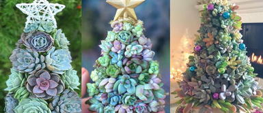 Tendencia 2021: árboles de navidad hechos con suculentas. ¿Cómo hacer un árbol de Navidad con suculentas?