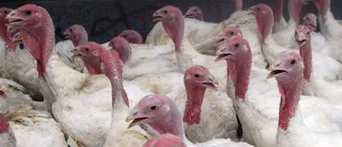 Precio del kilo de pavo llega a S/ 16 a pocas semanas de las fiestas navideñas Precio del kilo de pavo llega a S/ 16 a pocas semanas de las fiestas navideñas