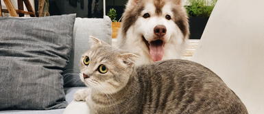 Congreso de Irán presenta proyecto para erradicar la crianza de mascotas porque son impuros Increíble: En Irán quieren prohibir las mascotas porque "son impuros"