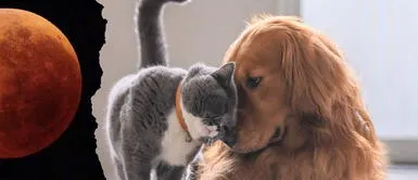 El comportamiento de los perros y gatos puede variar durante el eclipse lunar. ¿Te has preguntado cuánto afecta el ECLIPSE a los perros y gatos?