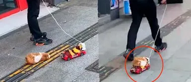 Cuy se hizo viral en TikTok tras curioso momento en Corea del Sur Cuy brilla en Corea del Sur con lujoso auto deportivo | VIDEO