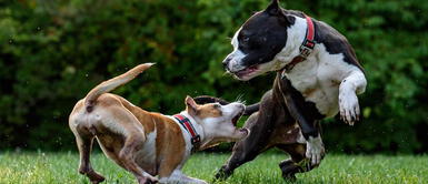 Soñar con perros peleando puede se una señal de que algo puede pasar en tu familia o amigos. ¿Quieres saber qué significa soñar con perros peleando?