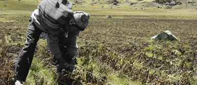 El hombre del campo tomó esta fatal decisión el último domingo. Junín: agricultor se quita la vida por deudas bancarias