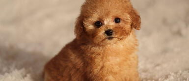 Los perros 'mini toy' sufren diversas enfermedades por su condición y tamaño. Perritos 'mini toy': 9 razones por las que no debes comprar uno