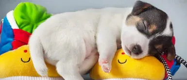 Los perros también sueñan con lo que pasaron durante el día. ¿Te has preguntado si tu perro sueña contigo? La ciencia lo responde