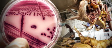 Pollo contaminado VES: riesgo por bacterias resistentes a los antibióticos en carne y pollo que venden en mercados