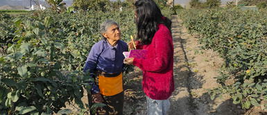 Los estudiantes peruanos viajarán a Boston para desarrollar el proyecto de investigación bajo el asesoramiento de Ginkgo Bioworks. Proyecto busca extender vida útil de frutas y verduras