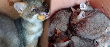 Rescatan a cinco cachorros de zorro costeño en Chiclayo. La reincidente historia de Run Run: Serfor rescata en Chiclayo a 5 cachorros de zorro costeño