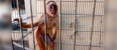 Conoce las enfermedades transmitidas de animales a seres humanos. Tener animales silvestres en casa puede traer graves enfermedades al ser humano, alerta veterinario