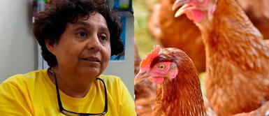 Partido Morado considera que dichos animales no deben sufrir estrés ni angustia. Partido Morado quiere garantizar el bienestar de las 'gallinas ponedoras' | FOTO