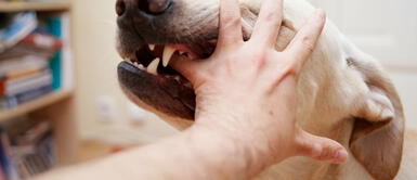 Conoce qué tan malo es soñar que un perro te muerde la mano y por qué deberías tener cuidado. ¿Sabes qué significa soñar que un perro te muerde la mano?