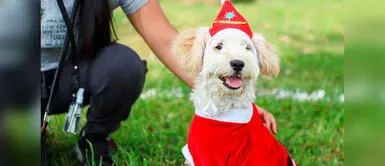 Los dueños de mascotas podrán desfilar juntos a sus canes. Concurso de disfraces navideños para perros en el club zonal Huayna Cápac