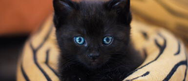 Se dice que los gatos negros dan mala suerte o están relacionados con las brujas. ¿Es de mala suerte que se cruce un gato negro en tu camino?