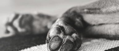 Soñar con un perro muerto puede ser más aterrador de lo que parece. ¿Sabes qué significa soñar con perros muertos a tu alrededor?