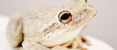 Soñar con sapos puede ser mucho más positivo de lo que imaginas. ¿Soñar con sapos tiene un significado positivo para el futuro?