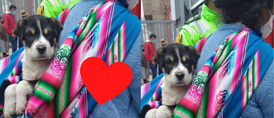 El Bono Yanapay es una ayuda económica individual de 350 soles. Mujer acude al banco a cobrar su bono con cachorrito y enternece a miles en redes