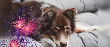 Toma nota de los consejos para cuidar a tus perros y gatos en estas fiestas navideñas. Navidad y Año Nuevo: Consejos para evitar que tu mascota sufra por pirotécnicos