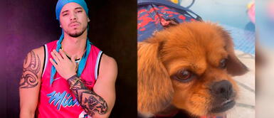 Anthony Aranda enamora a sus seguidores con videos de su mascota. Anthony Aranda a su perrita 'Chuwa': "El mejor regalo que siempre quise tener"