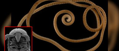 El animal fue descubierto en un pozo de exploración minera. Científicos hallan al animal con el mayor número de patas del planeta