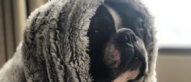 Los perros pueden tener gases que causan mucho dolor e inflamación. ¿Qué remedios caseros ayudan a los perros a eliminar los gases?