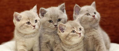 Descubre si un gato es hembra o macho con solo unos trucos. ¿Cómo saber si un gato es hembra o macho antes de adoptar?