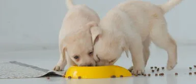 Perritos hambrientos. La cantidad de comida para los perros va a depender de muchos factores. ¿Cuántas veces al día debe comer un perro y en qué cantidad?