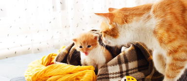 Las gatitas pueden tener hasta tres embarazos al año. ¿Cuánto tiempo dura el embarazo de una gata primeriza?