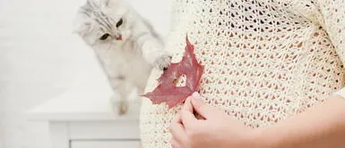 ¿Realmente es malo? Los científicos responden ante la afirmación. ¿Qué tan preocupante es tener un gato cuando estás embarazada?