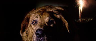 Descubre cómo ayudar a los perros asustadizos por la pirotecnia. ¿Cómo calmar a las mascotas ansiosas por la pirotecnia en Navidad?