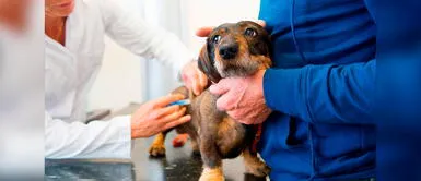 El cuidado de las mascotas es relevante para el desarrollo familiar y social. Piura: Entregan veterinaria móvil para atender a mascotas y promover la salud pública