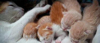 Sigue estos consejos para ayudar a tu gata en el momento de su parto. ¿Cuáles son los mejores consejos para ayudar a parir a una gata?